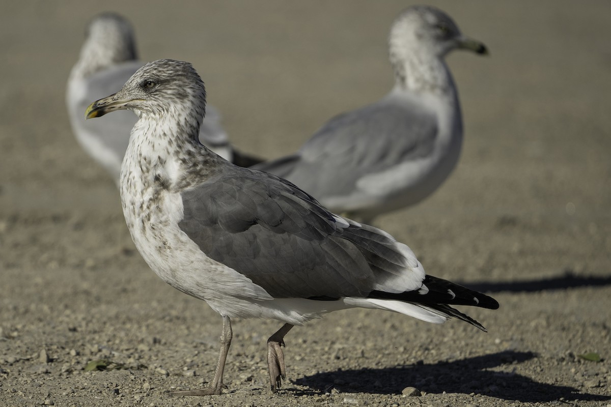 Lesser Black-backed Gull - Cam Nikkel