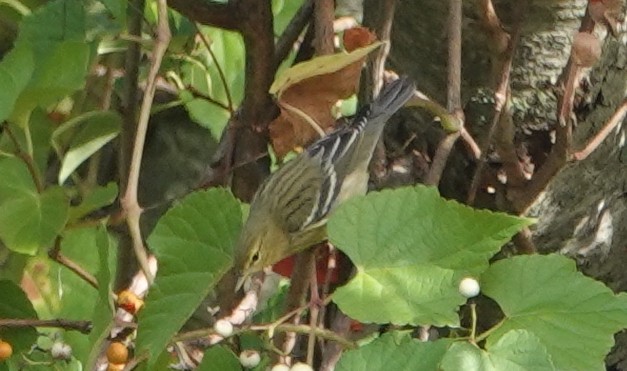 svarthetteparula - ML624280053