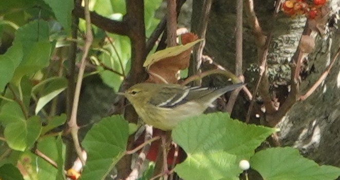 svarthetteparula - ML624280054
