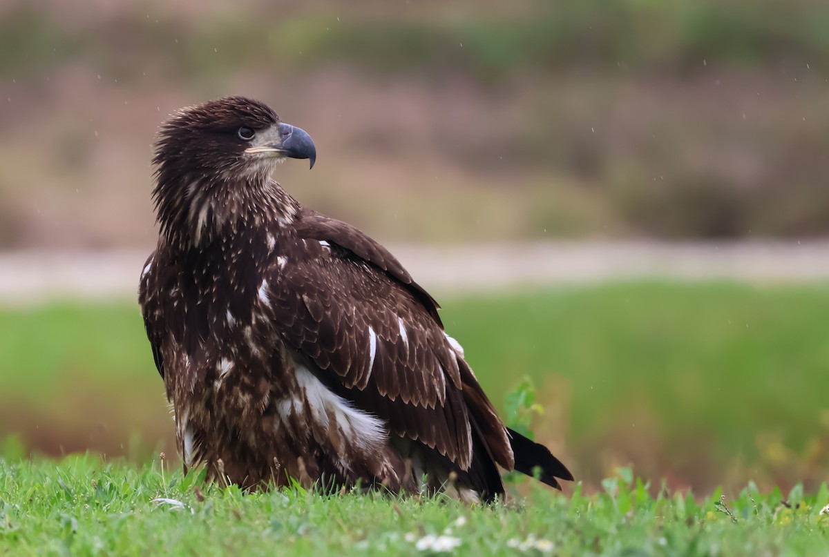 orel bělohlavý - ML624280086