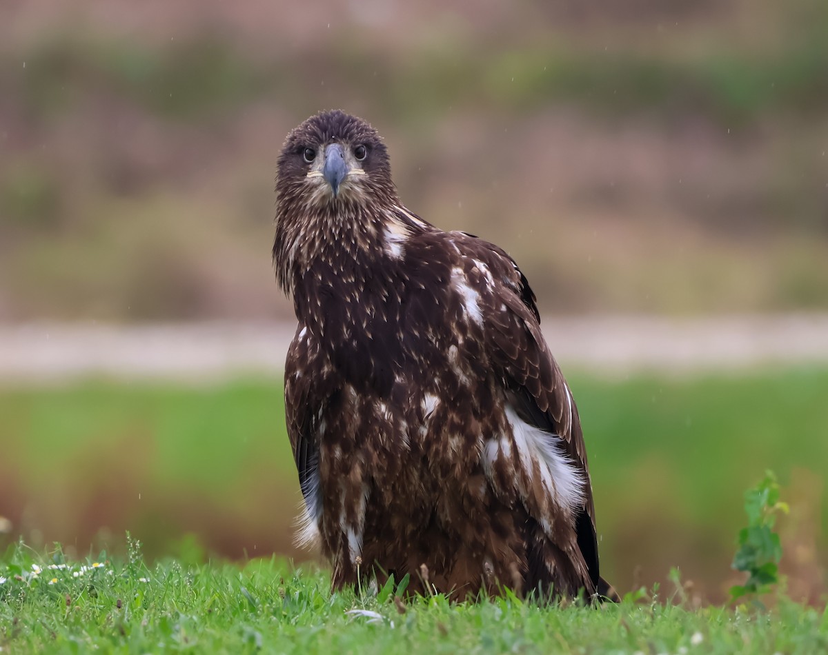 orel bělohlavý - ML624280087