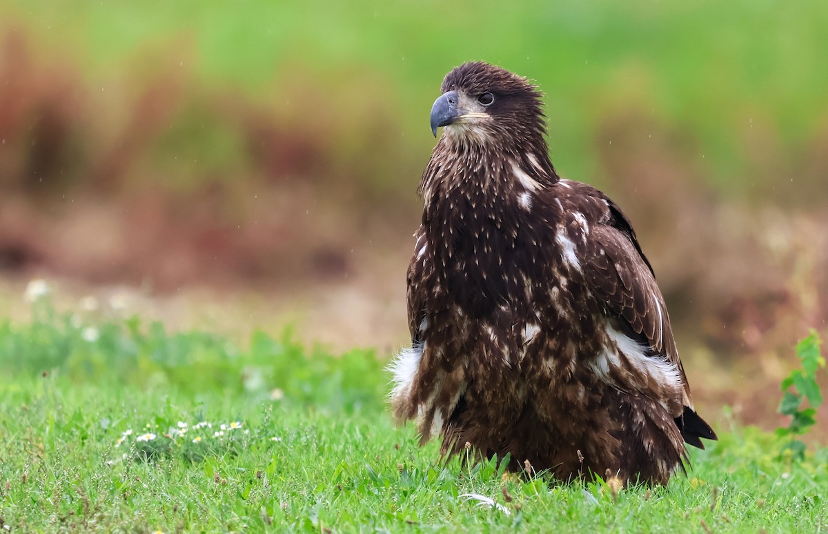 orel bělohlavý - ML624280088