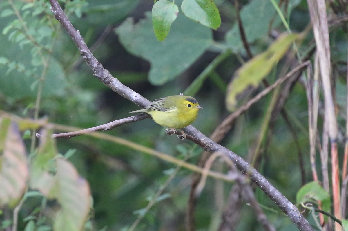 Wilson's Warbler - ML624280095