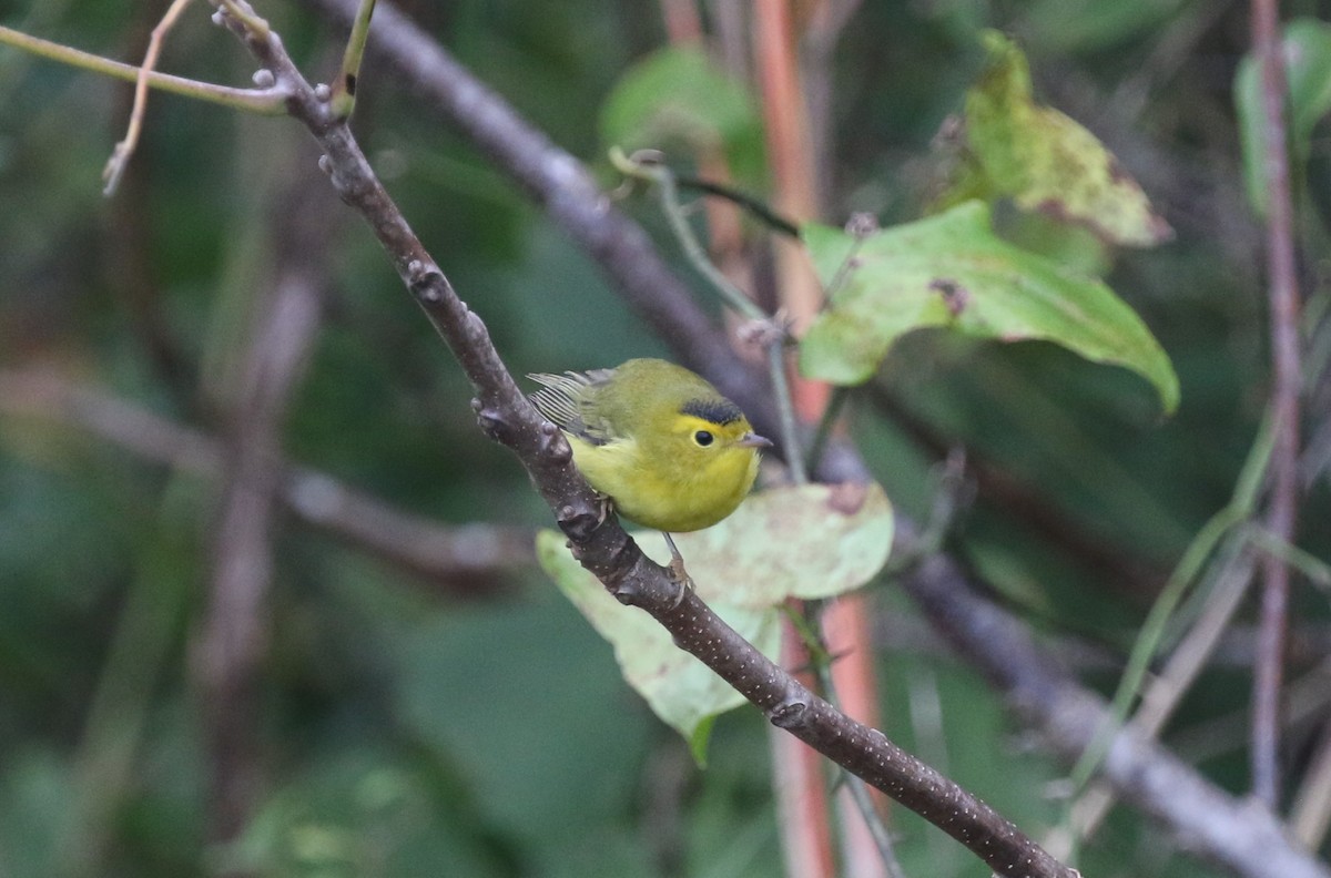 Wilson's Warbler - ML624280100