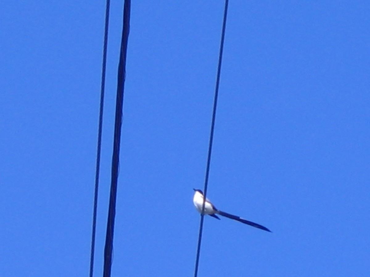 Fork-tailed Flycatcher - ML624280123