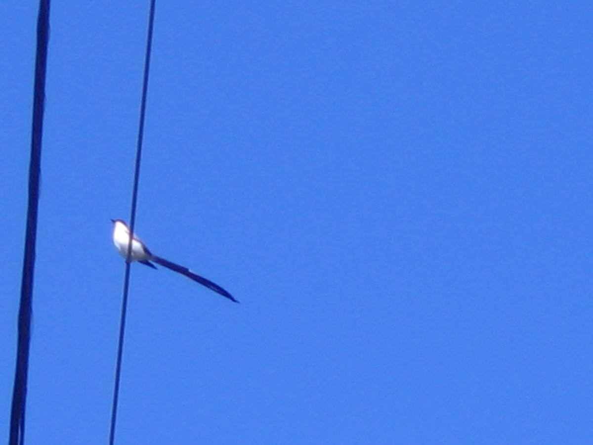 Fork-tailed Flycatcher - ML624280124