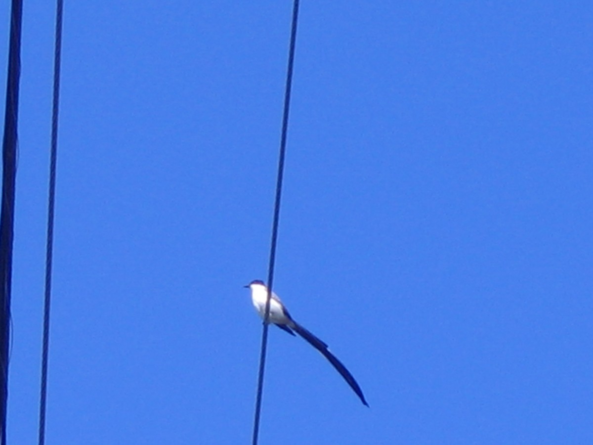 Fork-tailed Flycatcher - ML624280125