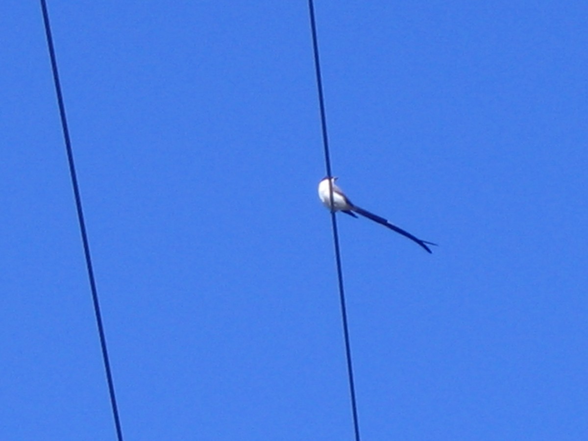 Fork-tailed Flycatcher - ML624280126