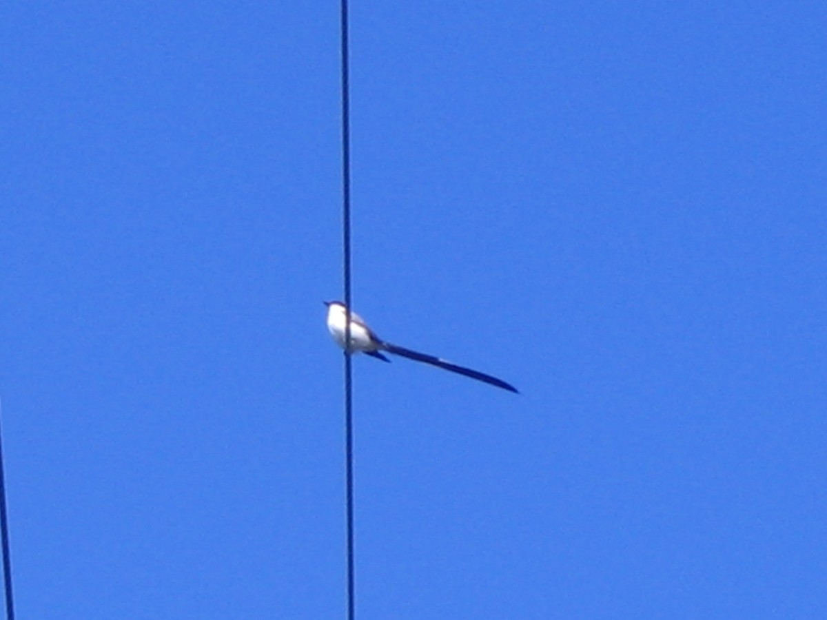 Fork-tailed Flycatcher - ML624280127