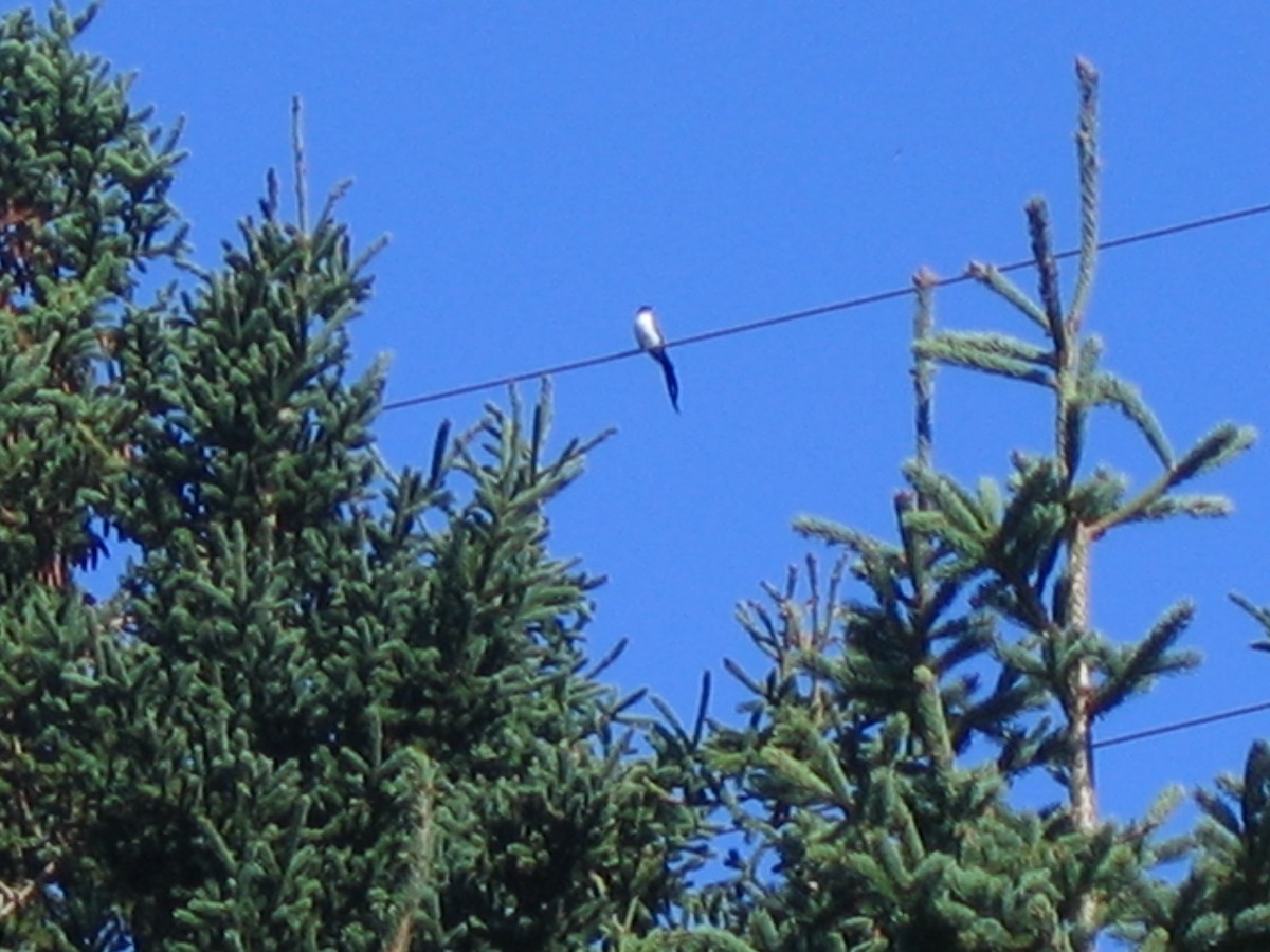 Fork-tailed Flycatcher - ML624280128