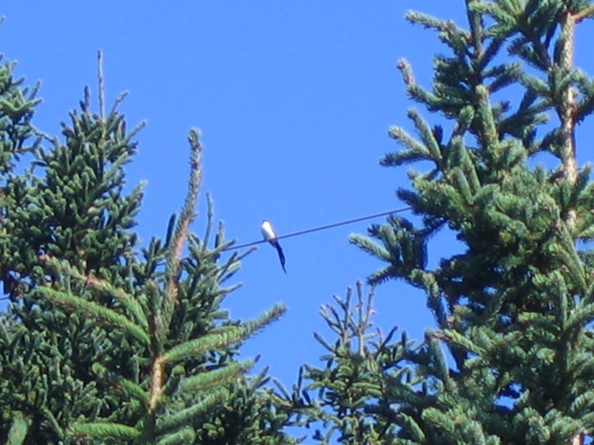 Fork-tailed Flycatcher - ML624280129