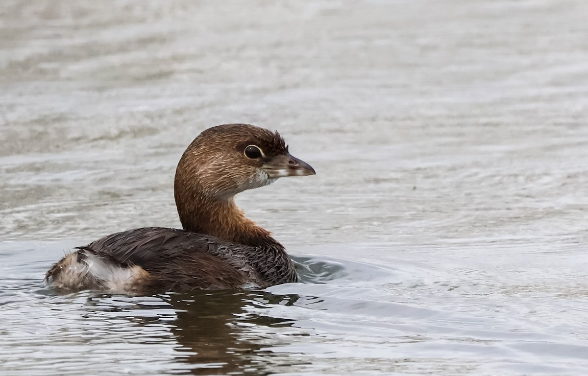 potápka americká - ML624280218