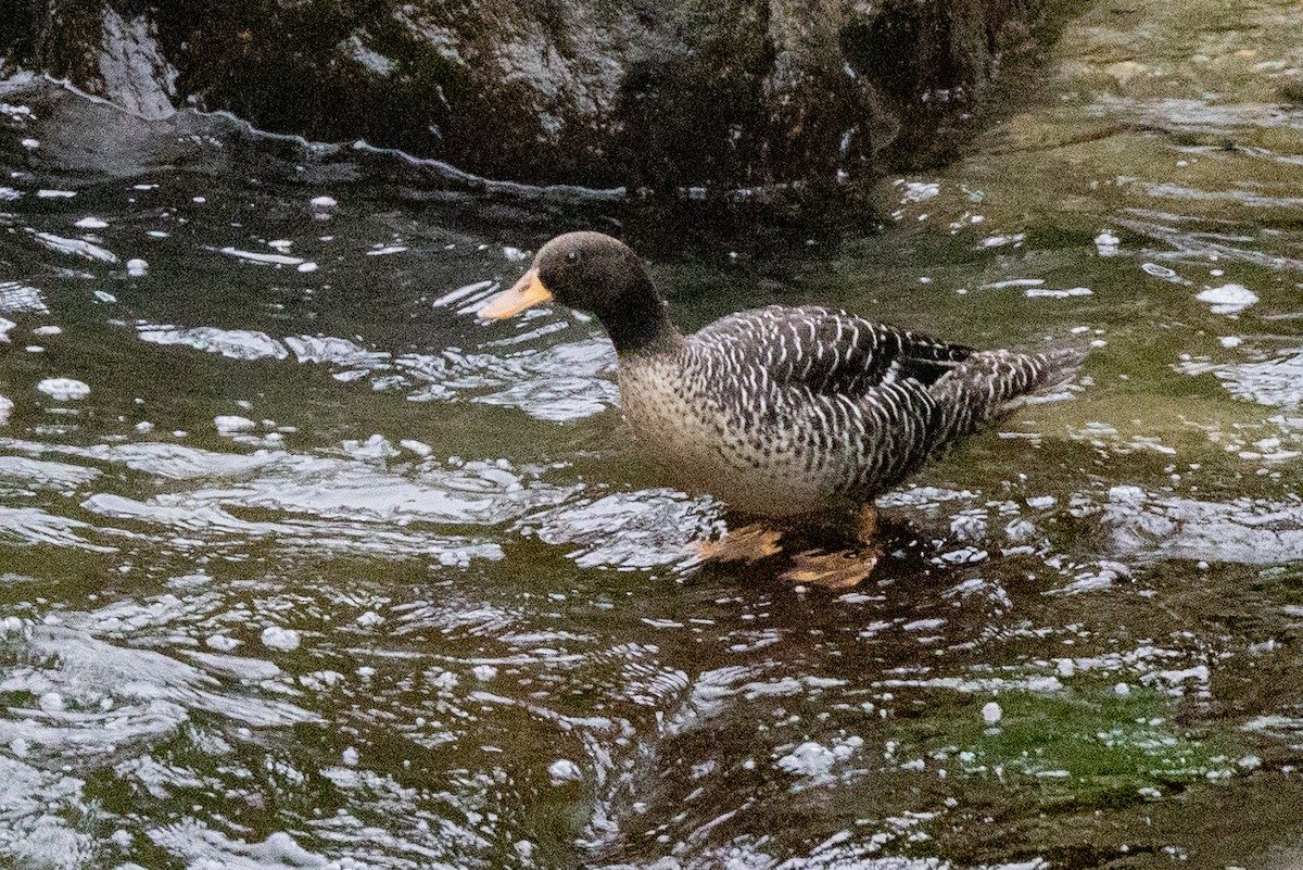 kachna krahujková - ML624280227