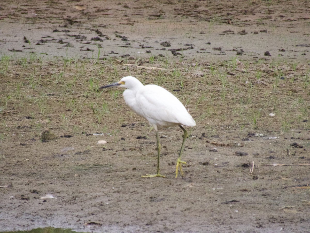 volavka bělostná - ML624280267