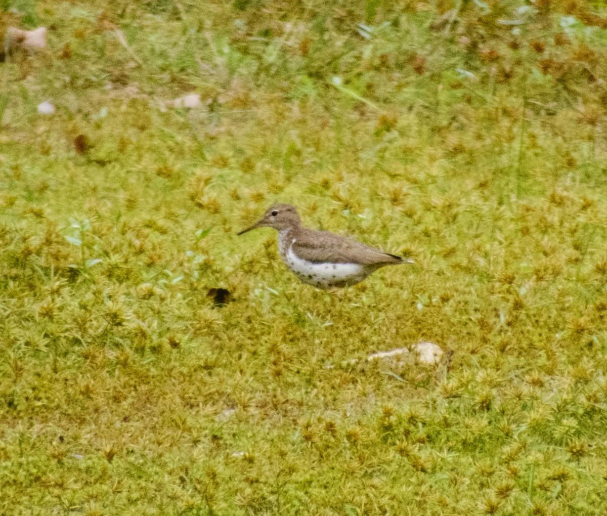 Chevalier grivelé - ML624280341