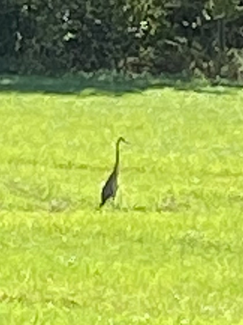 Sandhill Crane - ML624280360