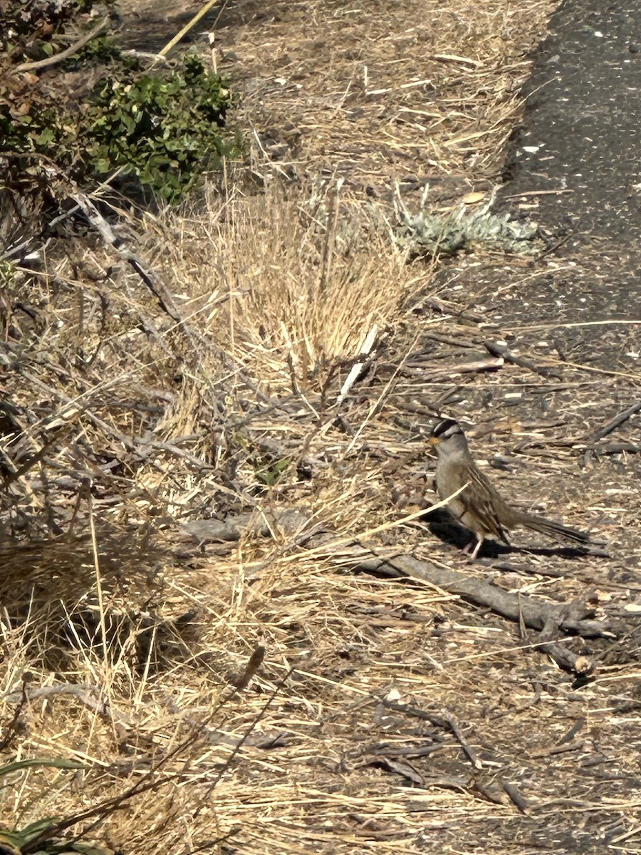 White-crowned Sparrow - ML624280395