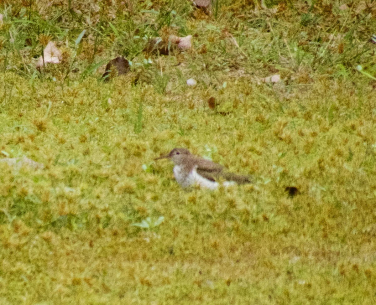 Chevalier grivelé - ML624280420