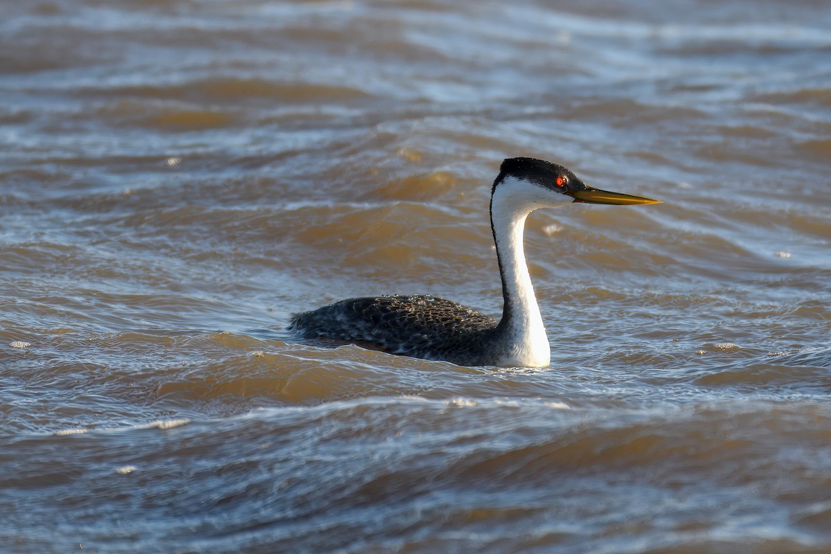 Western Grebe - ML624280436