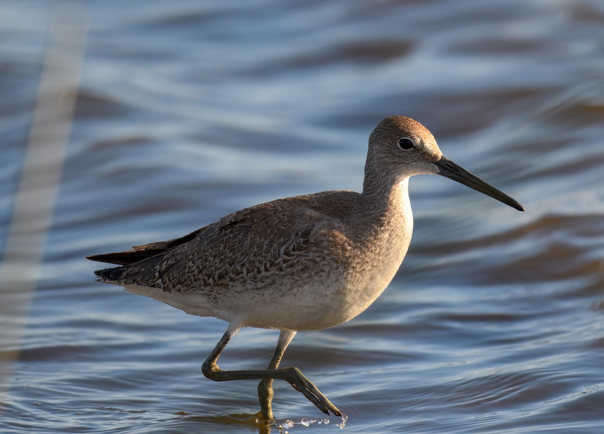 Willet - ML624280459