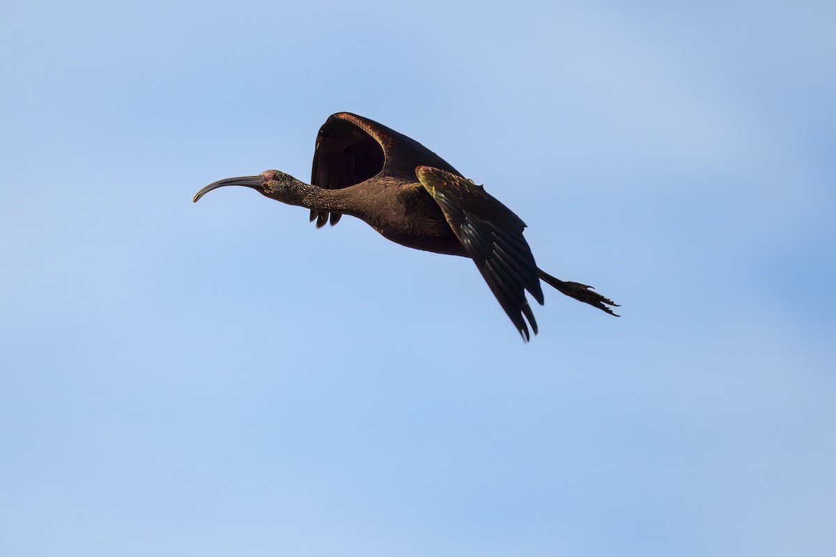 White-faced Ibis - ML624280480