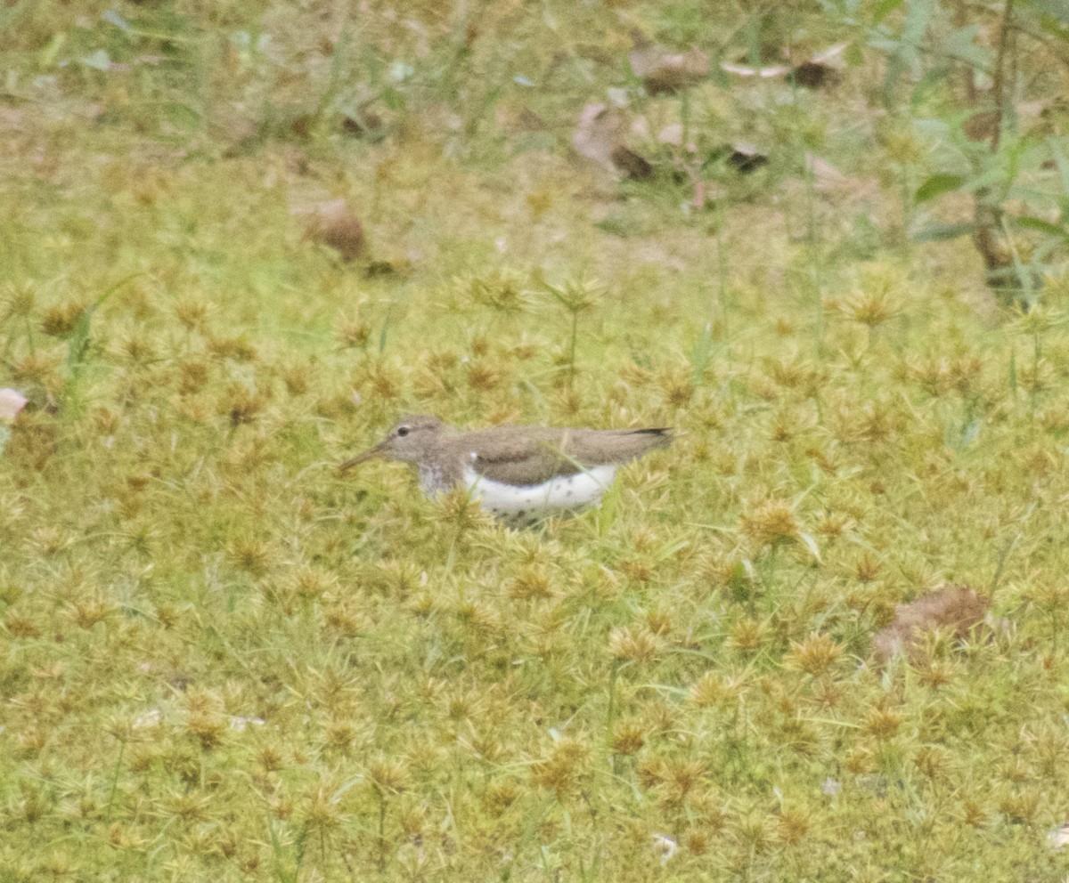 Chevalier grivelé - ML624280500