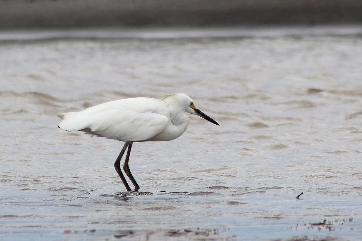 Snowy Egret - ML624280585