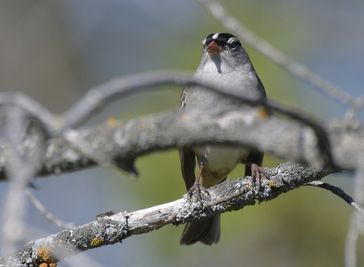 White-crowned Sparrow - Erin LeFevre