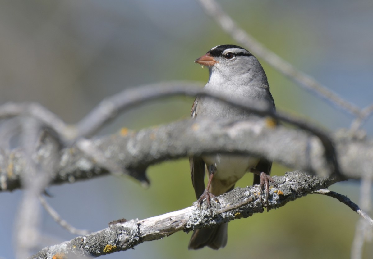 White-crowned Sparrow - ML624280625