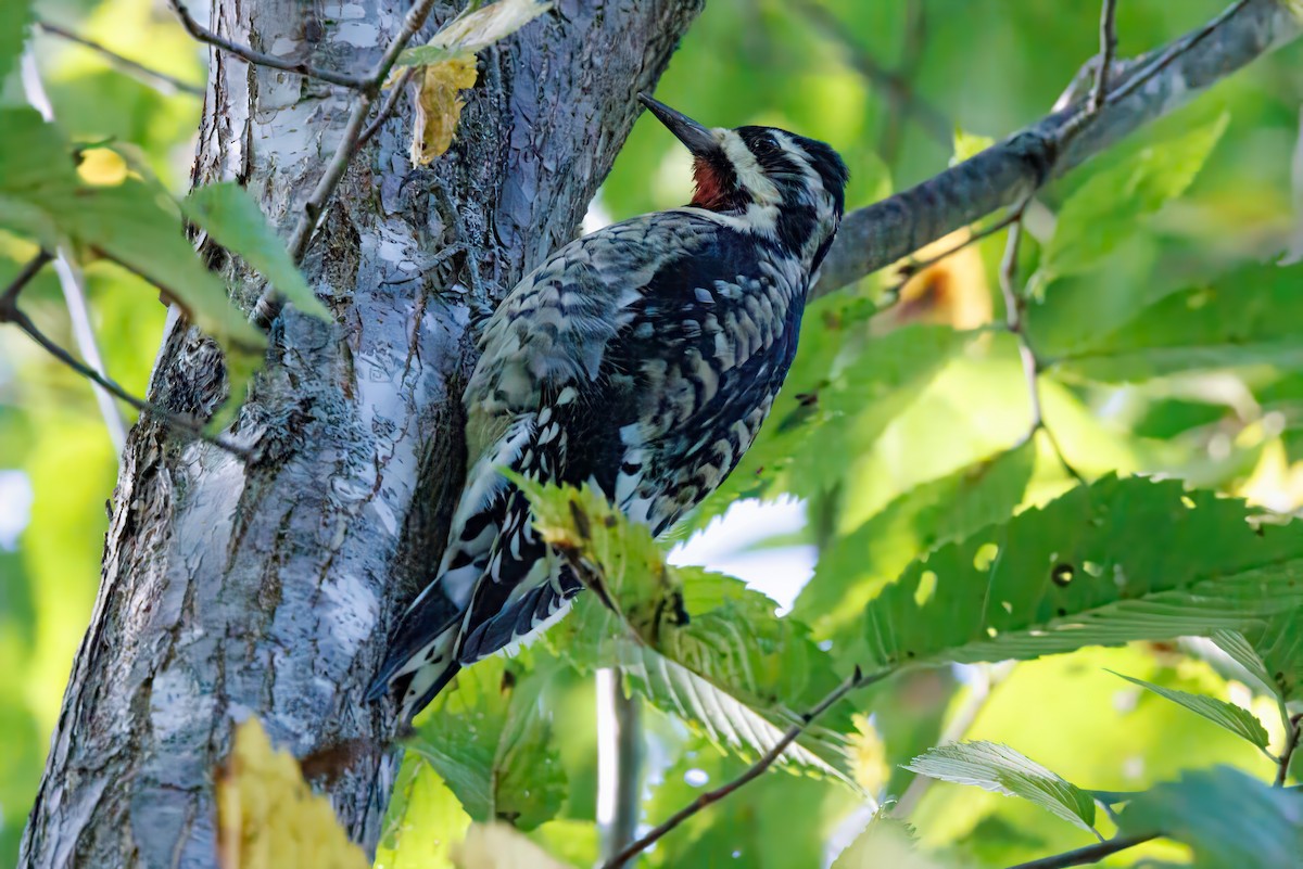 Yellow-bellied Sapsucker - ML624280911