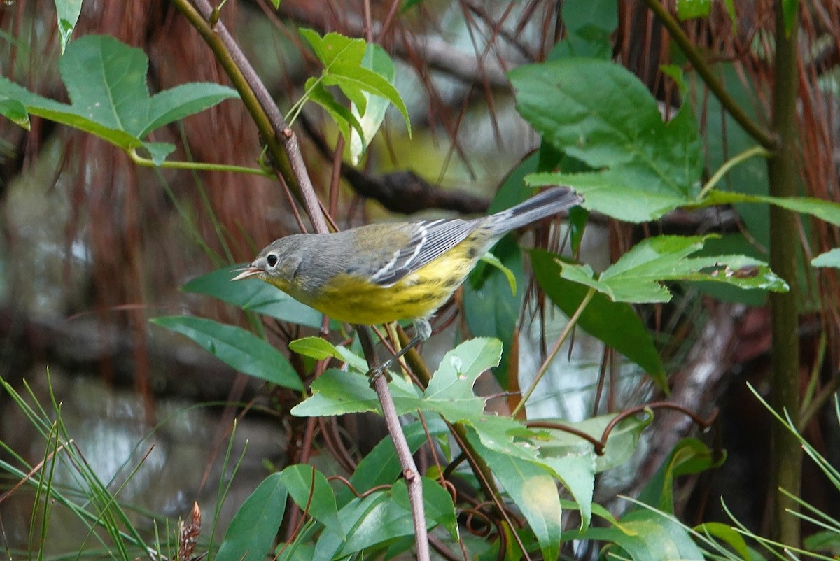 Magnolia Warbler - deborah grimes