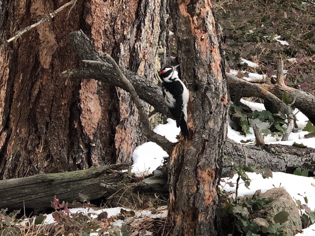 Hairy Woodpecker - ML624280918