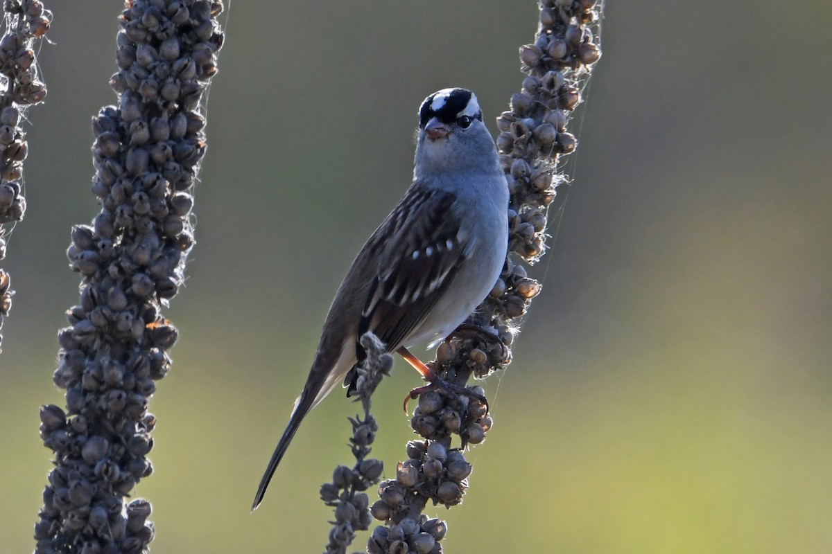 White-crowned Sparrow - ML624280963