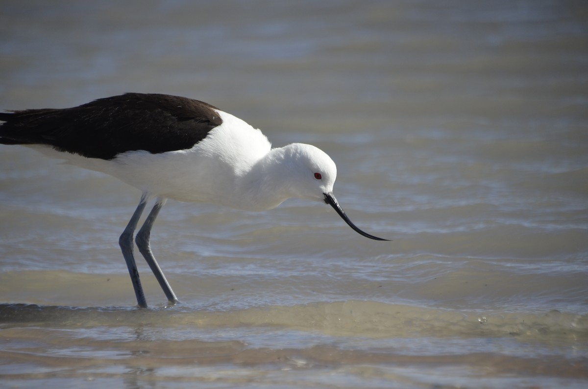 Andean Avocet - ML624281016