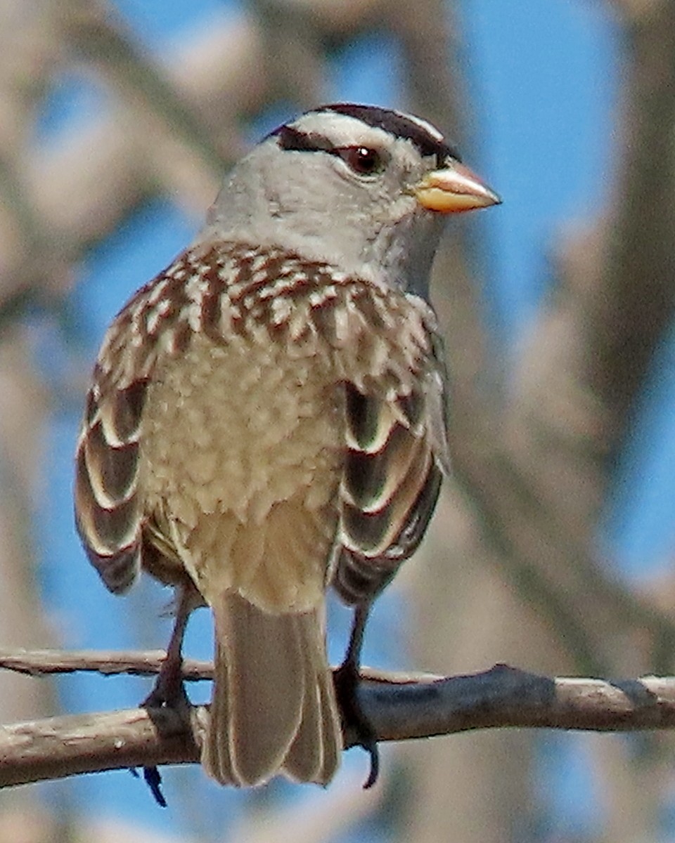 White-crowned Sparrow - ML624281087