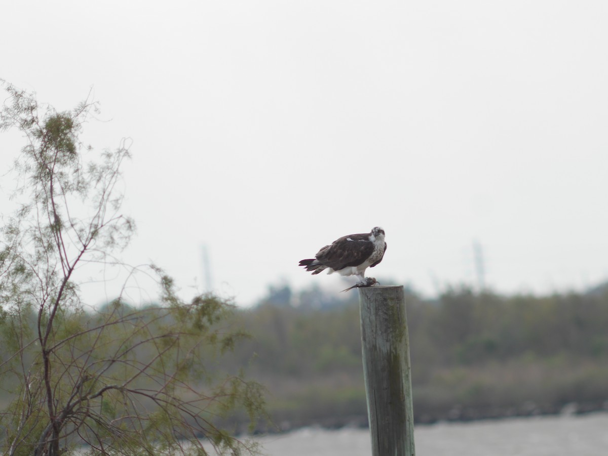 Osprey - Tom George