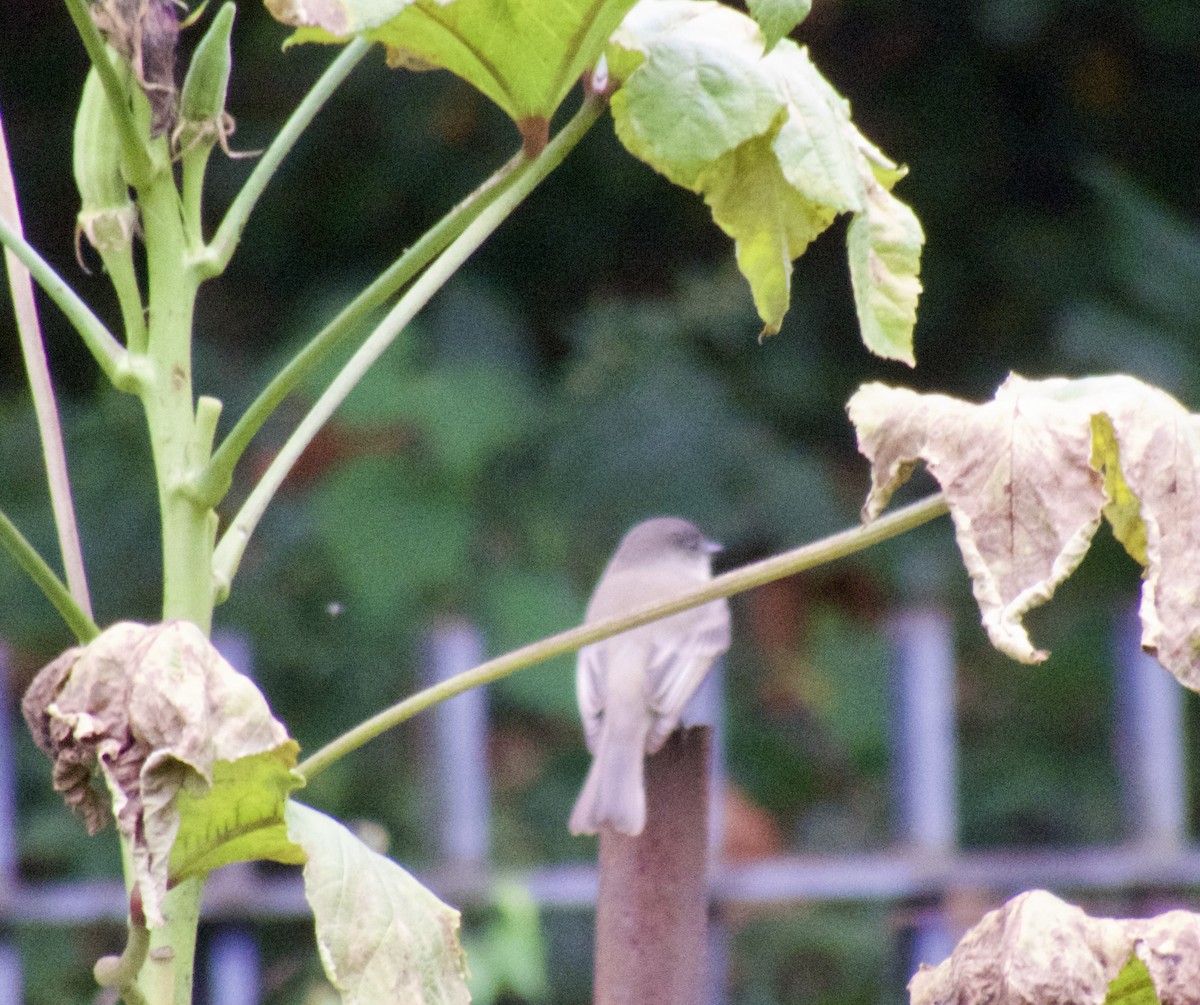 Eastern Phoebe - ML624281161