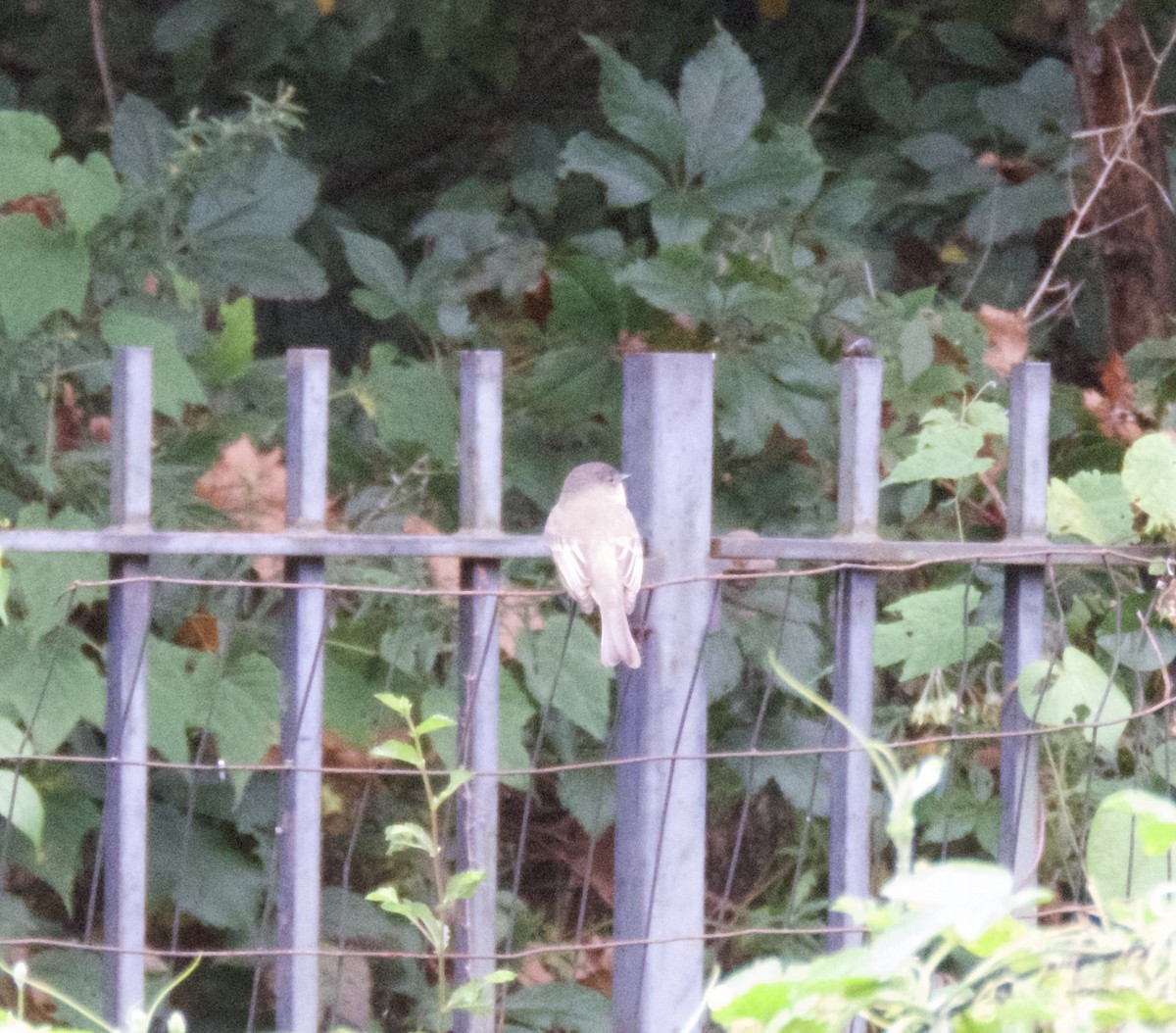 Eastern Phoebe - Randy Bumbury