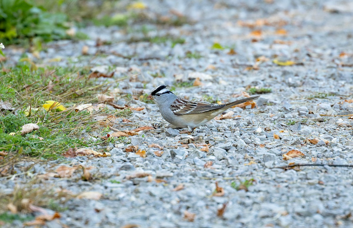 White-crowned Sparrow - ML624281209