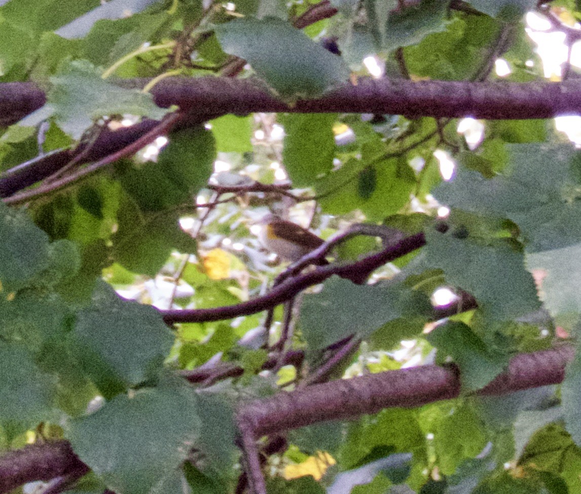 American Redstart - ML624281217