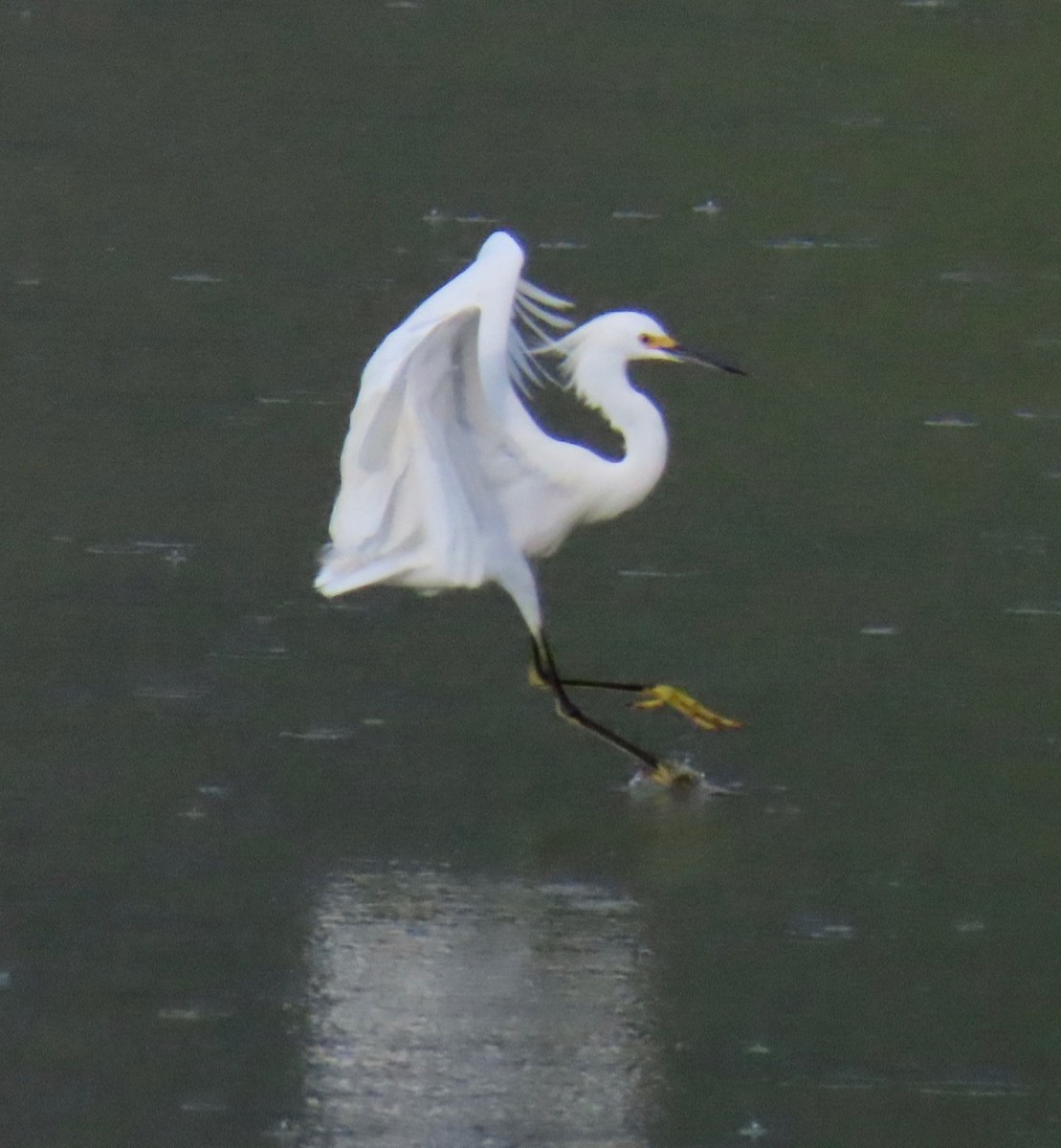 Snowy Egret - ML624281238