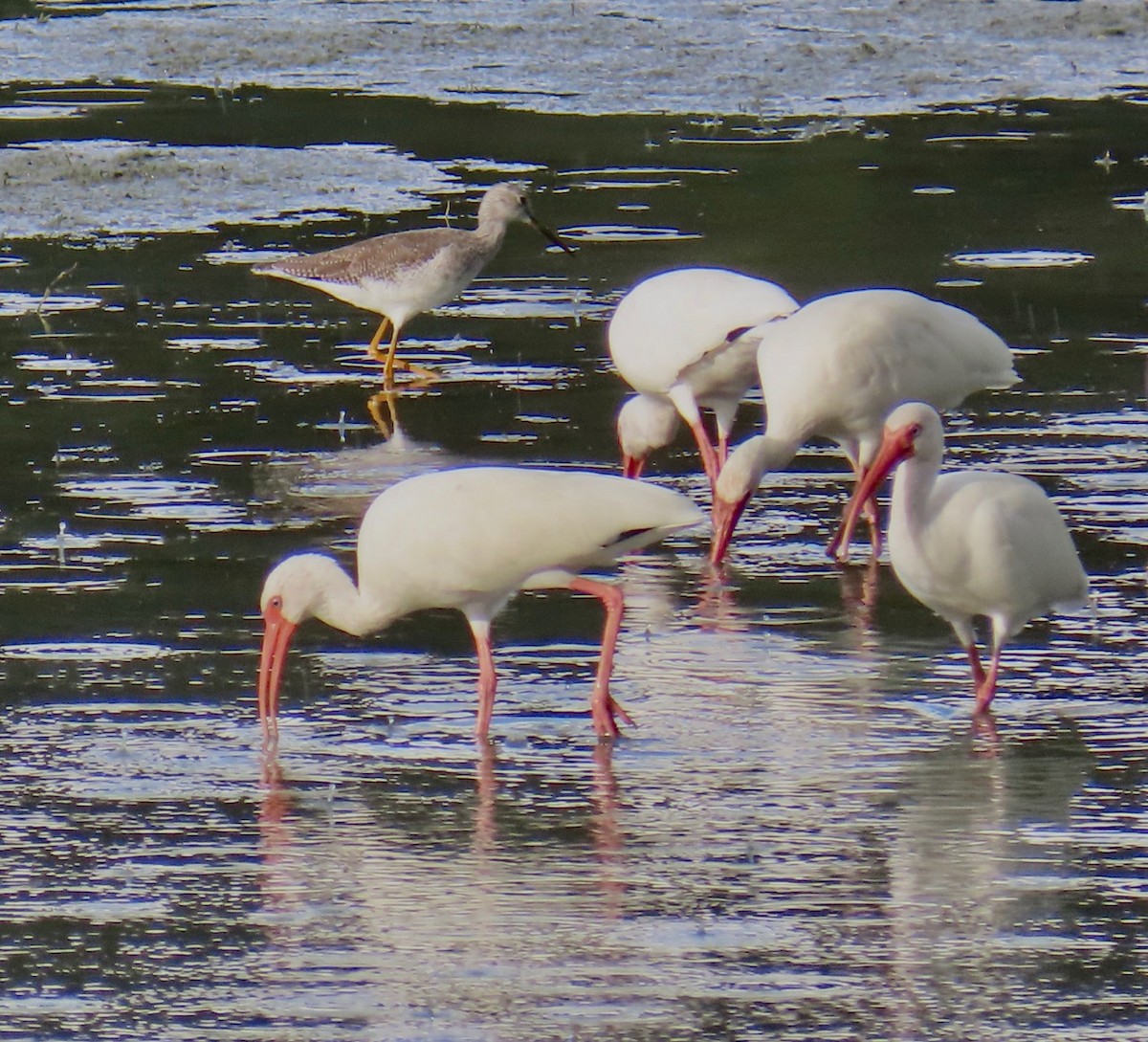 White Ibis - ML624281248