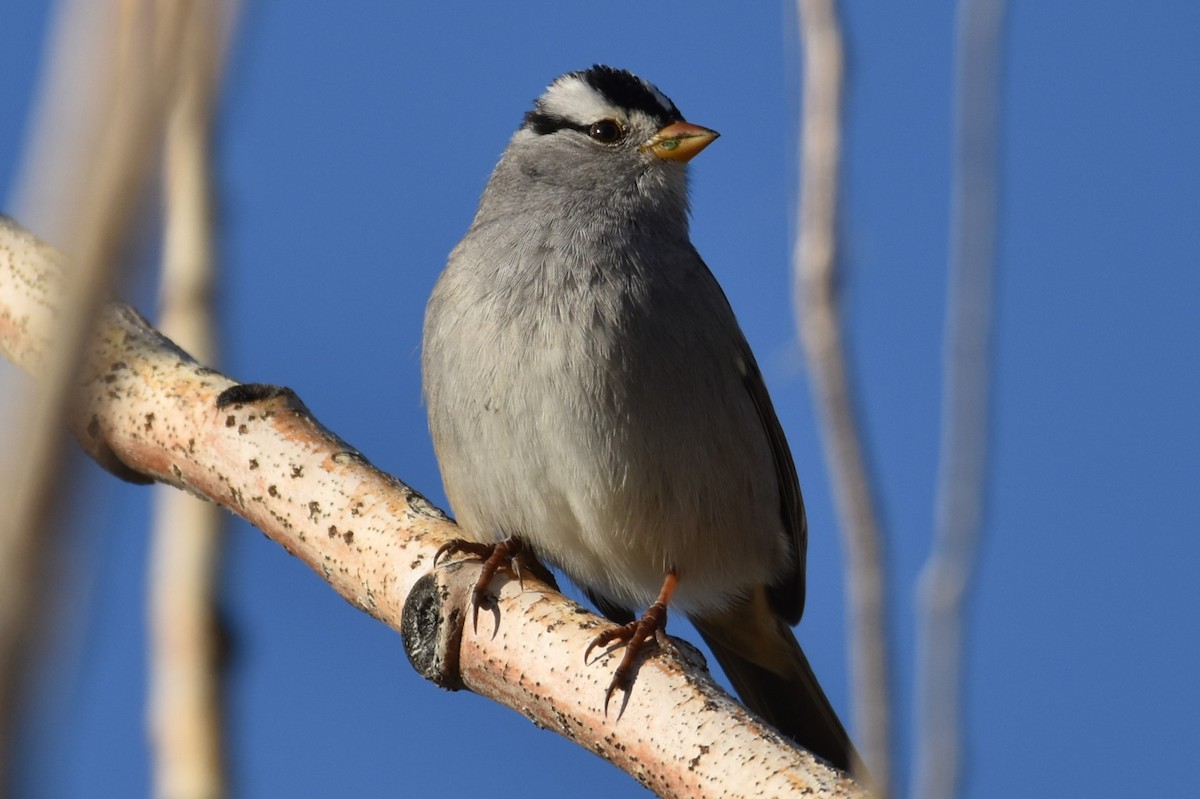 White-crowned Sparrow - ML624281281