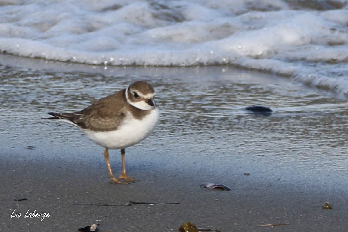 Semipalmated Plover - ML624281307