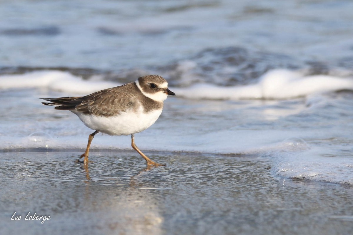 Semipalmated Plover - ML624281308