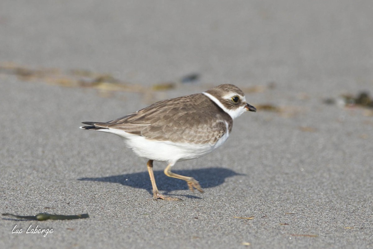 Semipalmated Plover - ML624281309