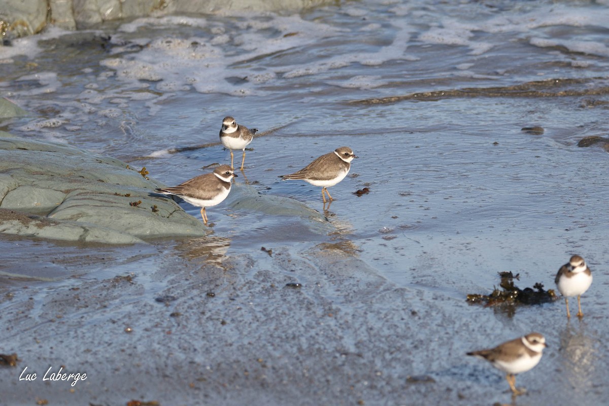 Semipalmated Plover - ML624281310