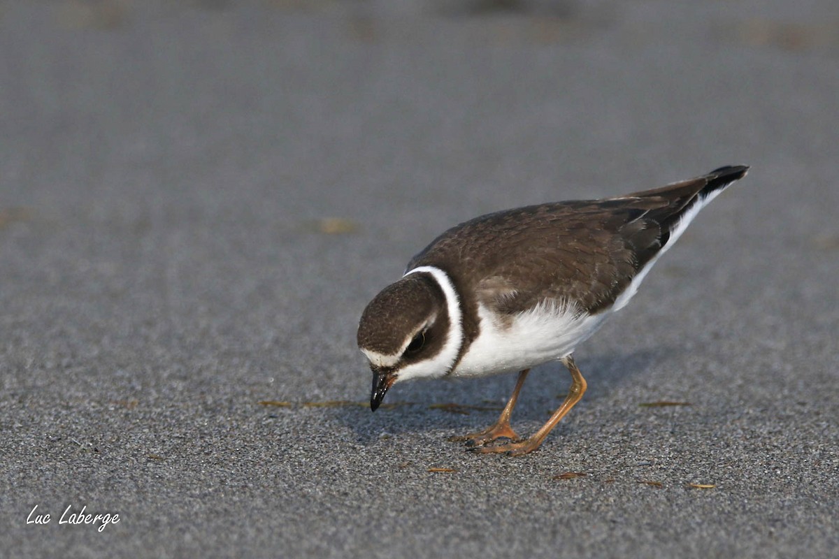 Semipalmated Plover - ML624281311