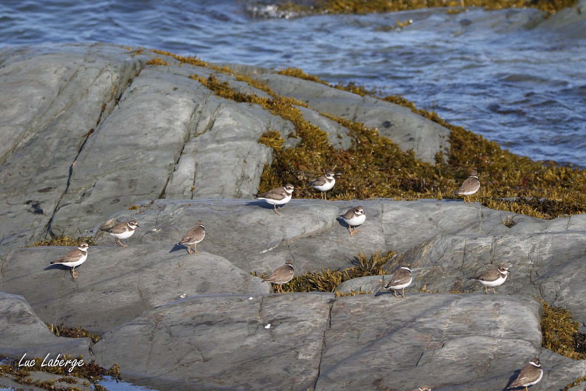 Semipalmated Plover - ML624281312