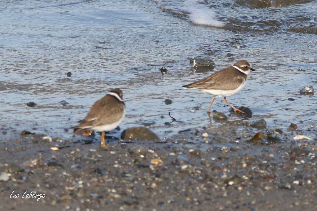 Semipalmated Plover - ML624281313